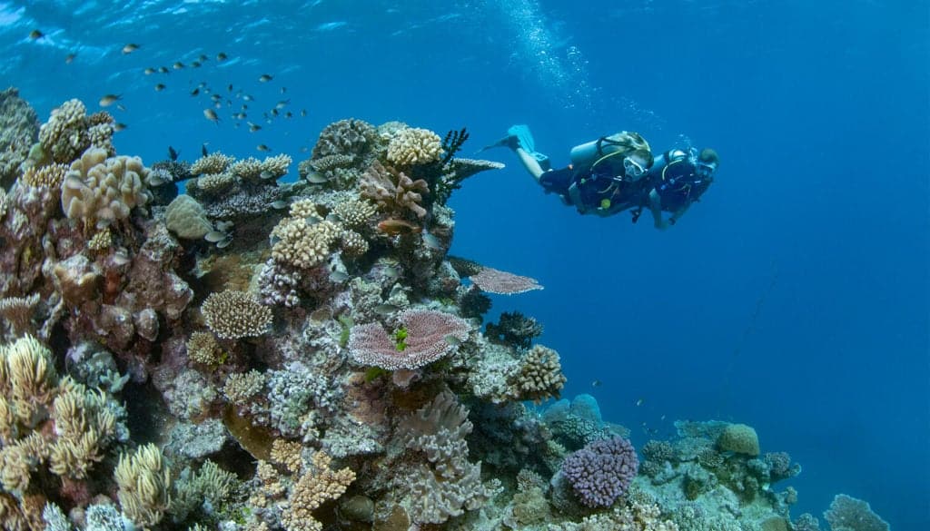 scuba diving in playa del carmen